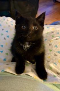 Licorice, an adoptable Domestic Short Hair in Pasco, WA, 99301 | Photo Image 3