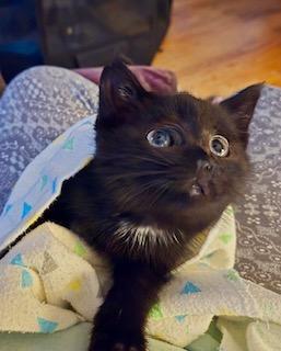 Licorice, an adoptable Domestic Short Hair in Pasco, WA, 99301 | Photo Image 4