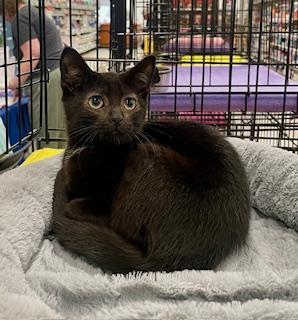 Licorice, an adoptable Domestic Short Hair in Pasco, WA, 99301 | Photo Image 1