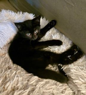 Licorice, an adoptable Domestic Short Hair in Pasco, WA, 99301 | Photo Image 5