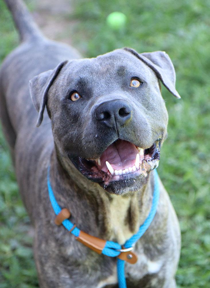 Elijah (AO36948), a ADOPTABLE mixed breed in Kansas City, KS image 3/5