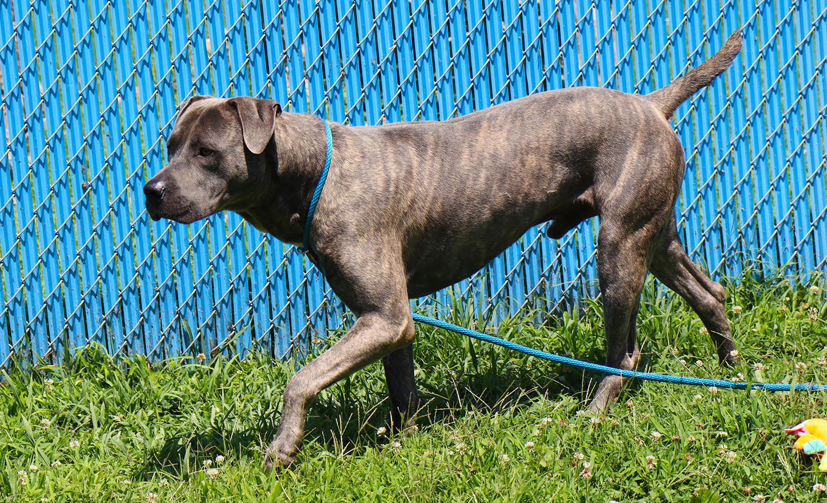 Elijah (AO36948), a ADOPTABLE mixed breed in Kansas City, KS image 5/5
