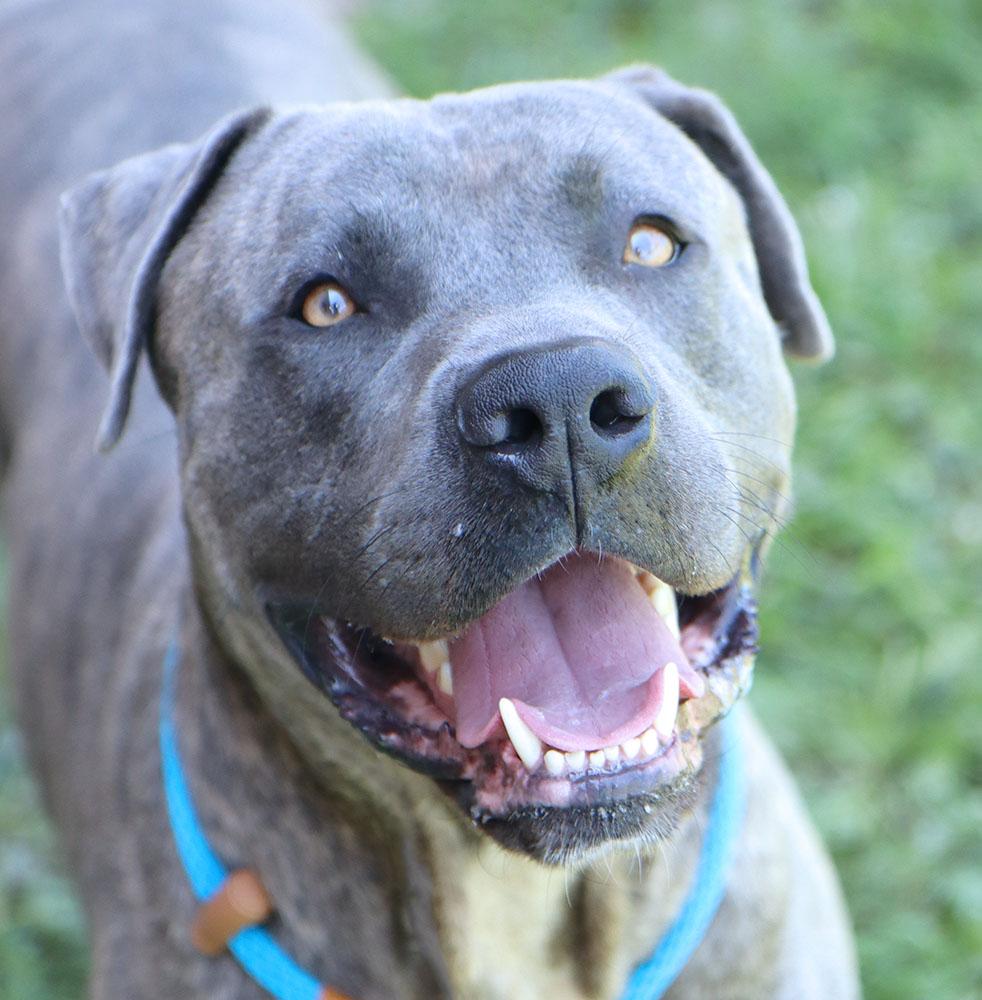 Elijah (AO36948), ADOPTABLE, Young Male Cane Corso.