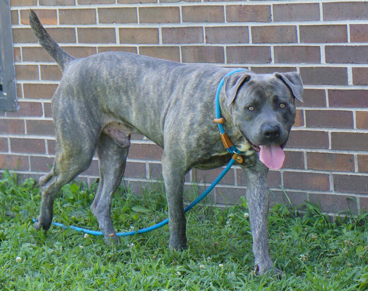 Elijah (AO36948), a ADOPTABLE mixed breed in Kansas City, KS image 2/5