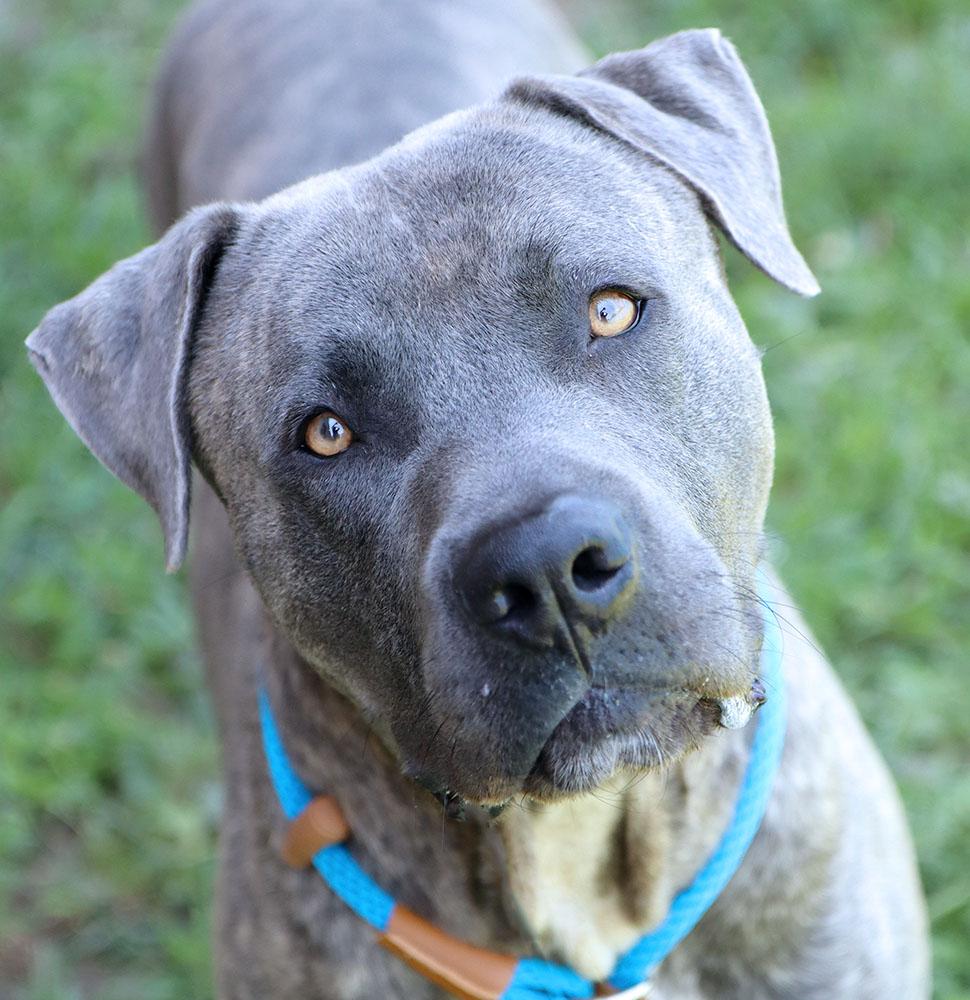 Elijah (AO36948), a ADOPTABLE mixed breed in Kansas City, KS image 4/5