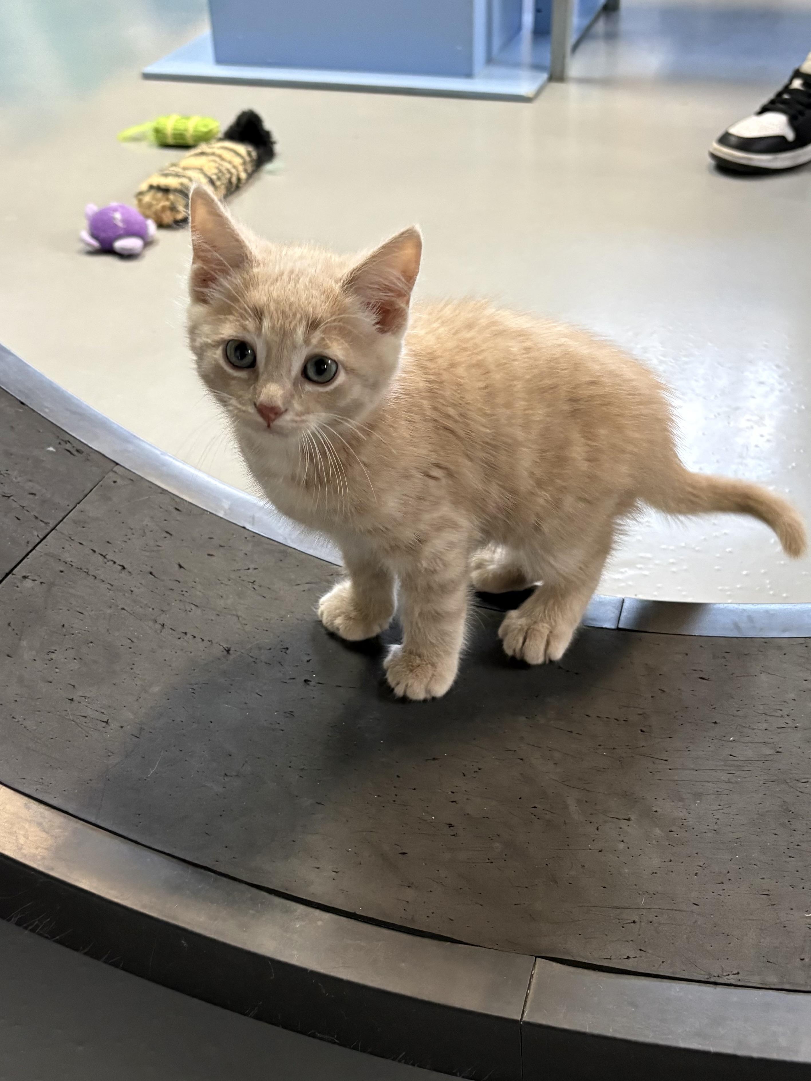 Enlarge Kevin, an adopted American Shorthair in Big Rapids, MI image 1/1