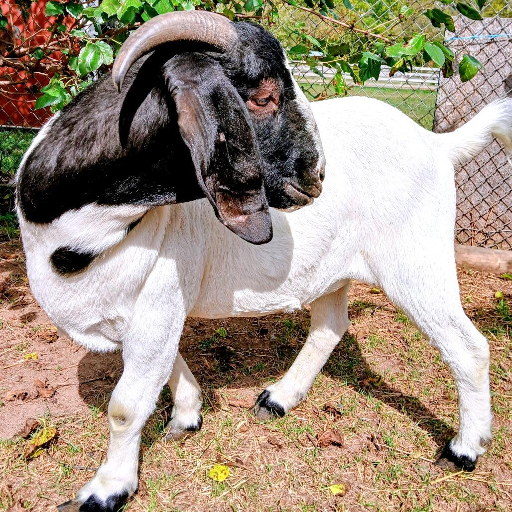 Owen, Adoptable, Adult Male Goat.