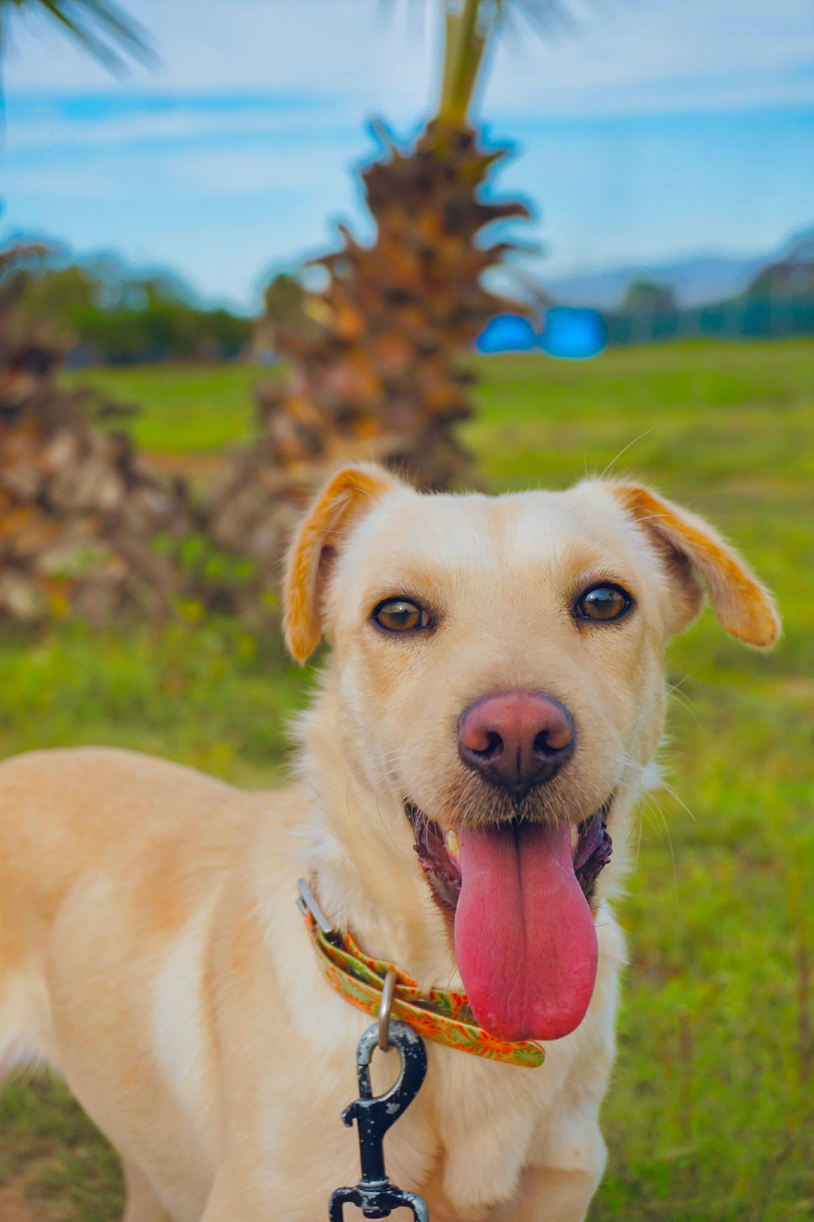 Enlarge Mookey, a Adoptable mixed breed in San Diego, CA image 1/2
