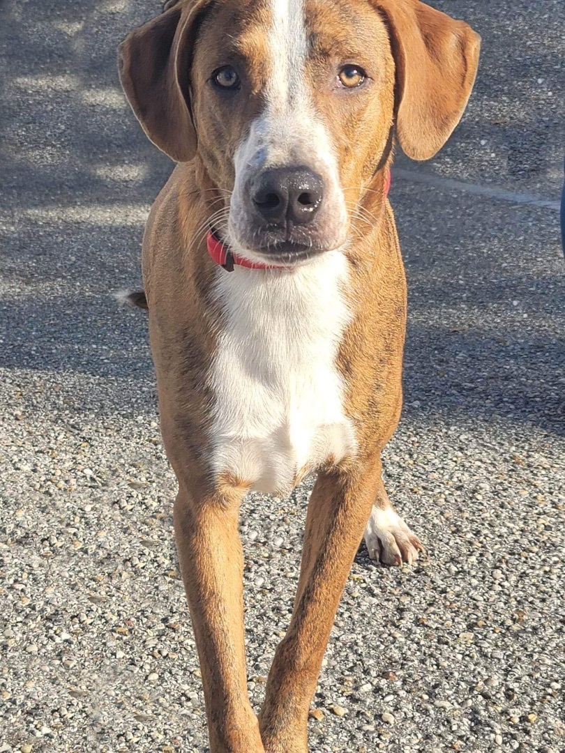 Woody, Adoptable, Young Male Plott Hound.