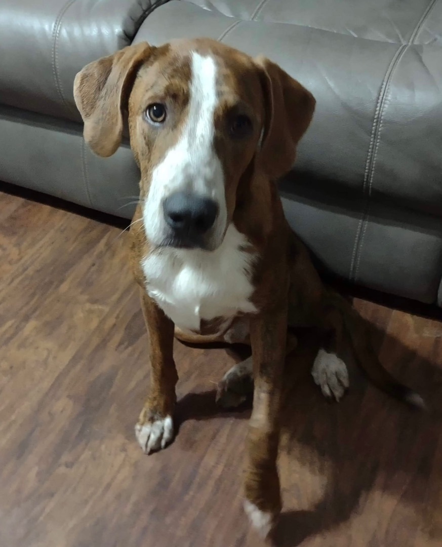 Woody, a Adoptable mixed breed in Mobile, AL image 2/5