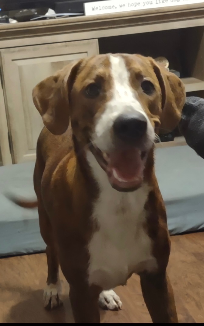 Woody, a Adoptable mixed breed in Mobile, AL image 4/5