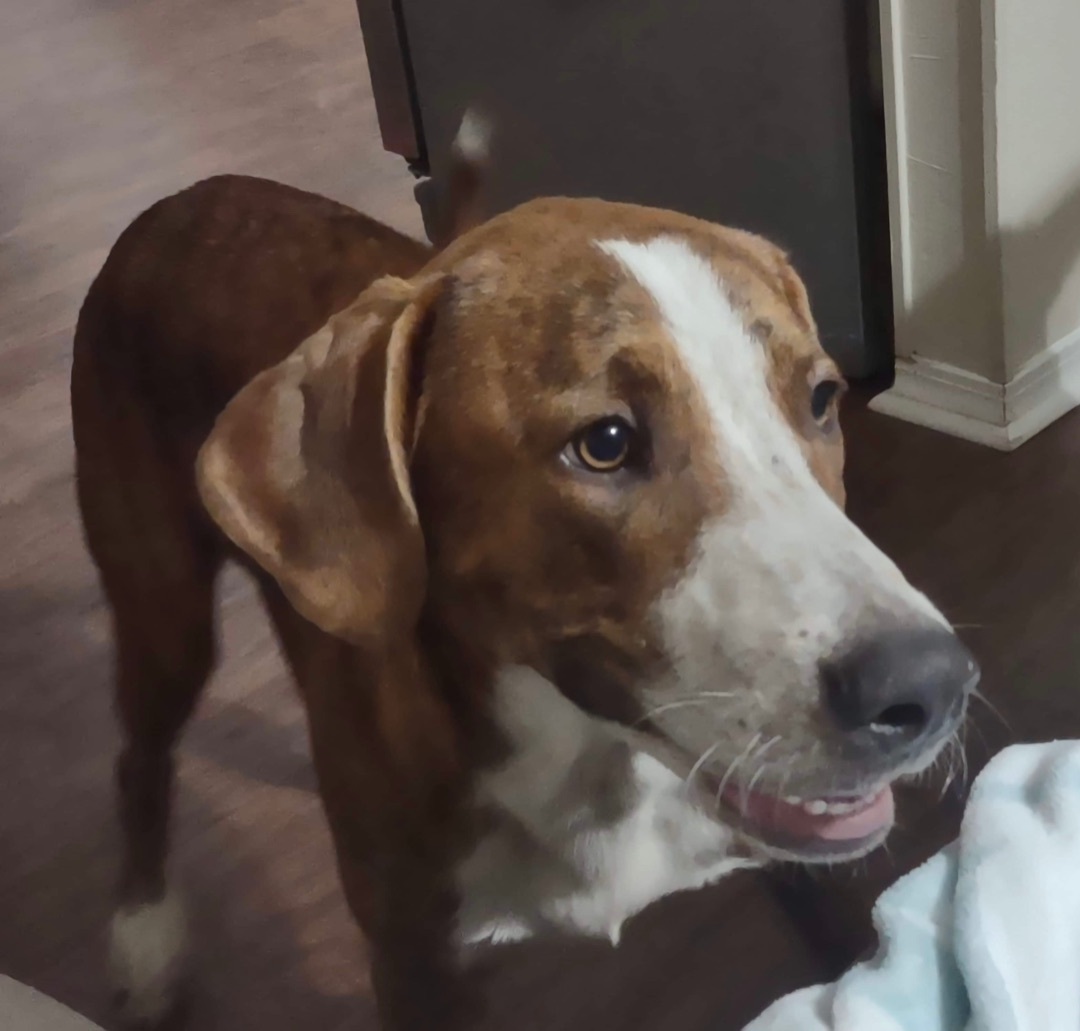 Woody, a Adoptable mixed breed in Mobile, AL image 5/5