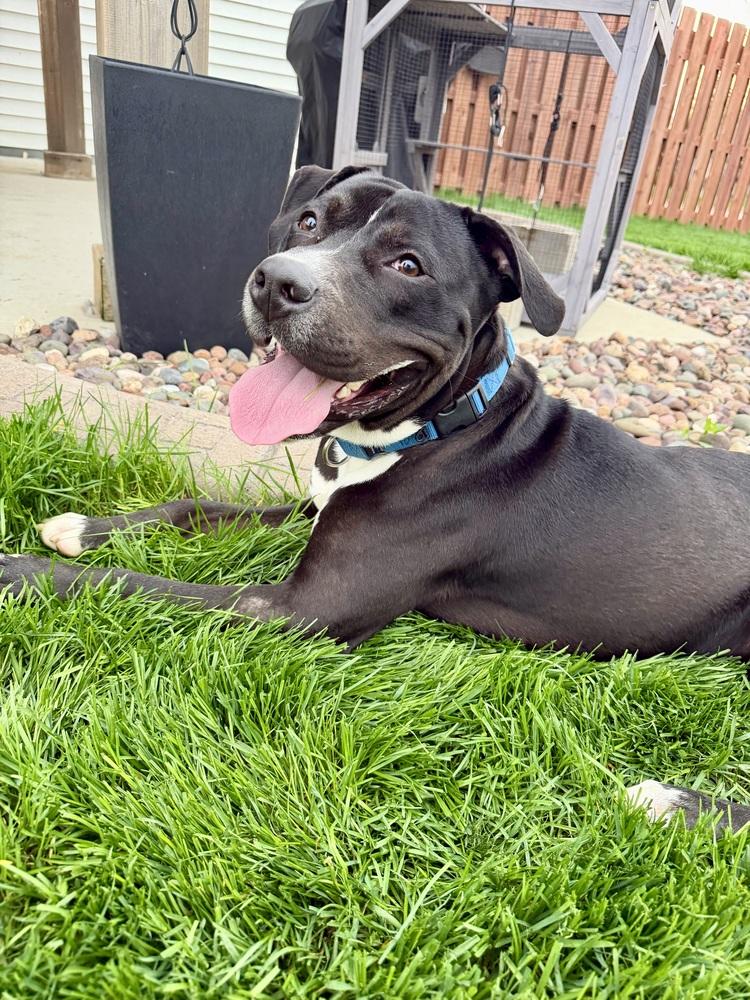 Bender, a ADOPTABLE mixed breed in Muskego, WI image 1/5