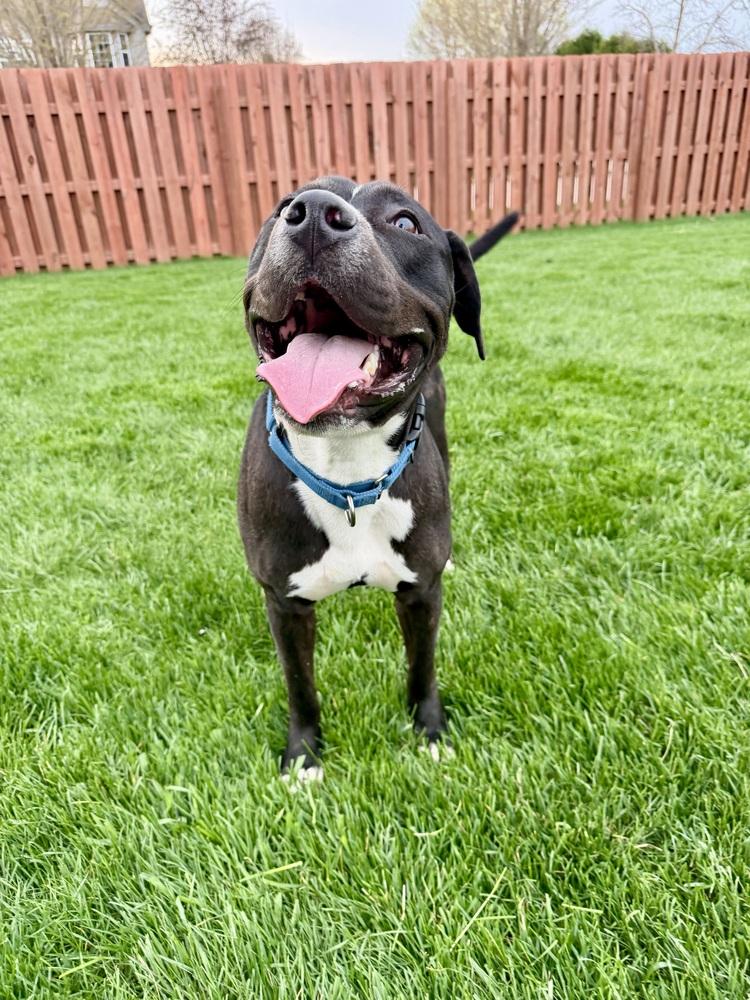 Bender, a ADOPTABLE mixed breed in Muskego, WI image 3/5