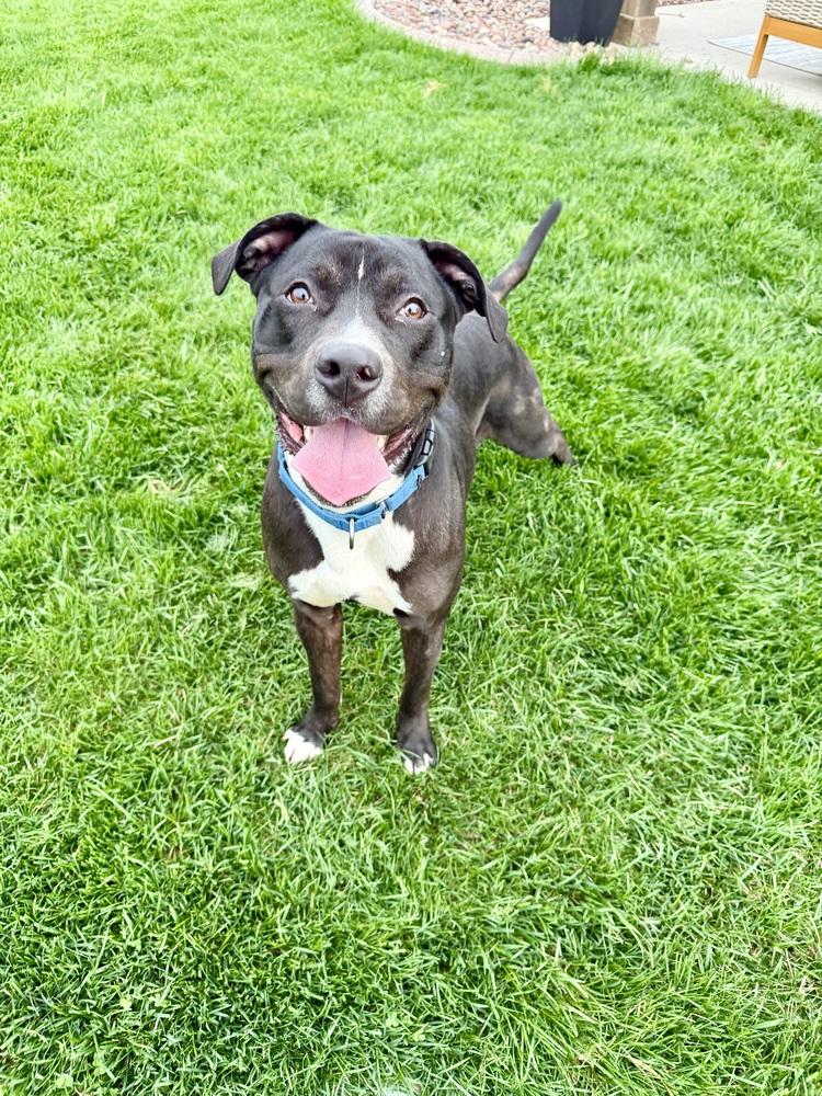 Bender, a ADOPTABLE mixed breed in Muskego, WI image 2/5