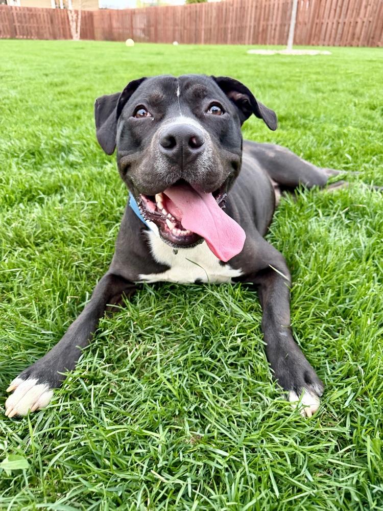 Bender, a ADOPTABLE mixed breed in Muskego, WI image 5/5