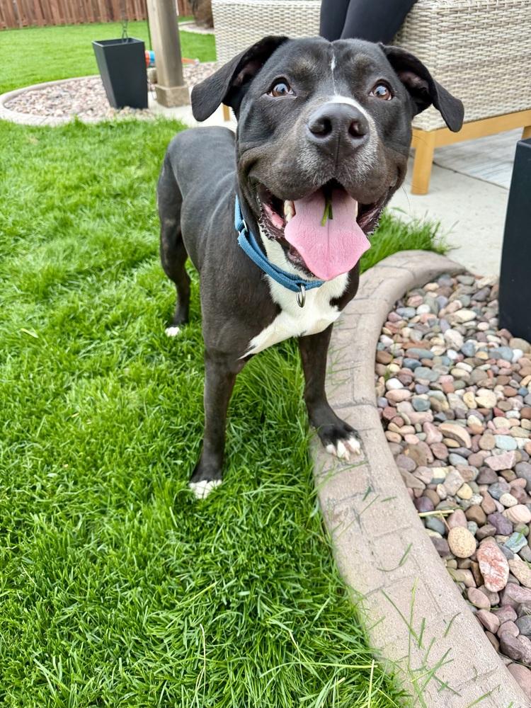 Bender, a ADOPTABLE mixed breed in Muskego, WI image 4/5