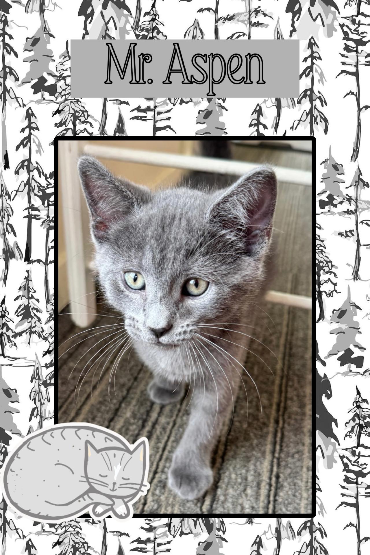 Enlarge Aspen, an adopted Domestic Short Hair in Kearney, NE image 1/1