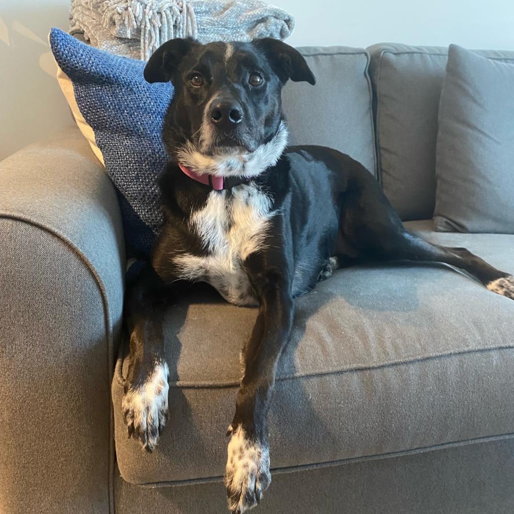 Starla, Adoptable, Adult Female Border Collie & Cattle Dog.