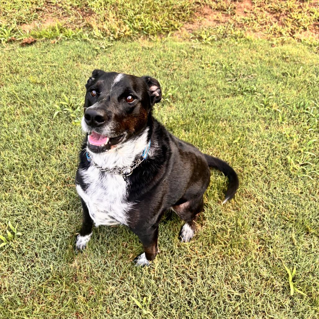 Enlarge Starla, a Adoptable mixed breed in Austell, GA image 2/6