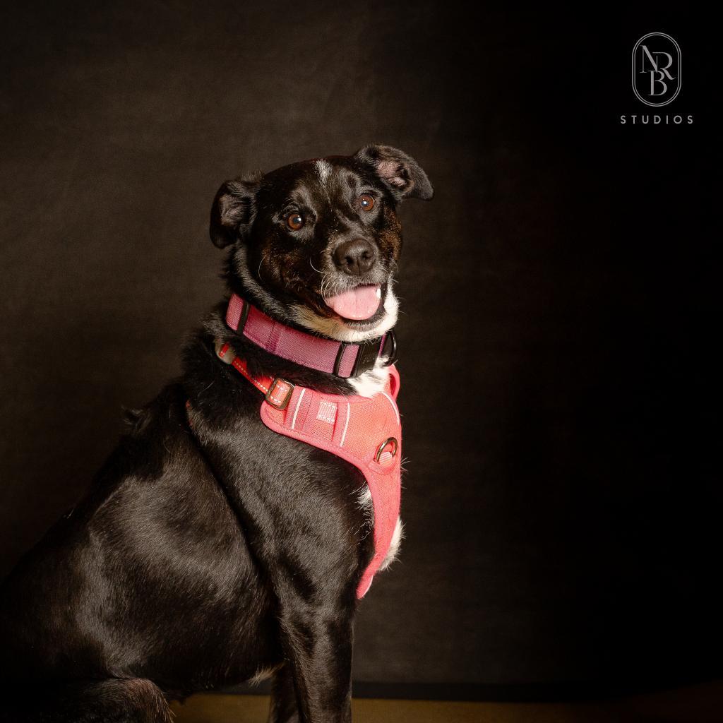 Enlarge Starla, a Adoptable mixed breed in Austell, GA image 2/6