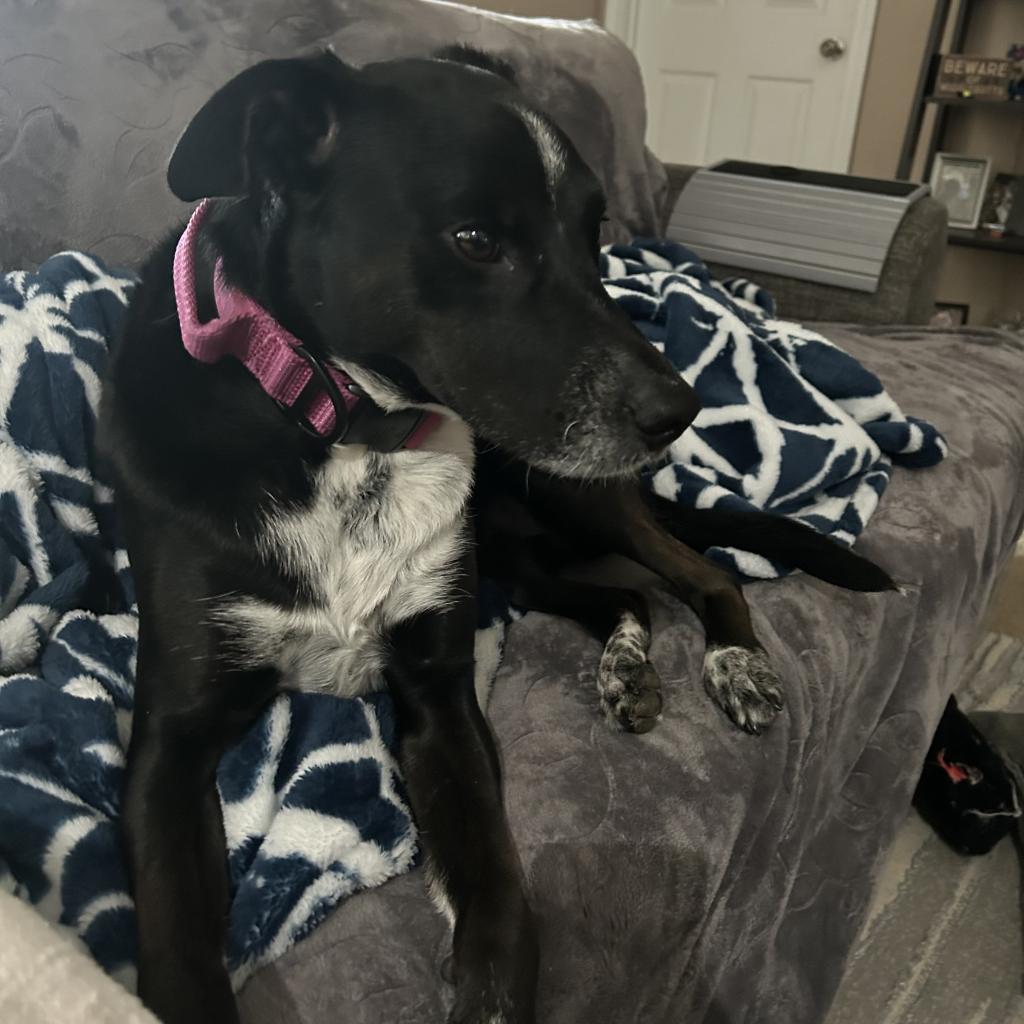 Enlarge Starla, a Adoptable mixed breed in Austell, GA image 3/6