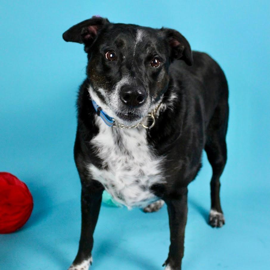 Enlarge Starla, a Adoptable mixed breed in Austell, GA image 3/6