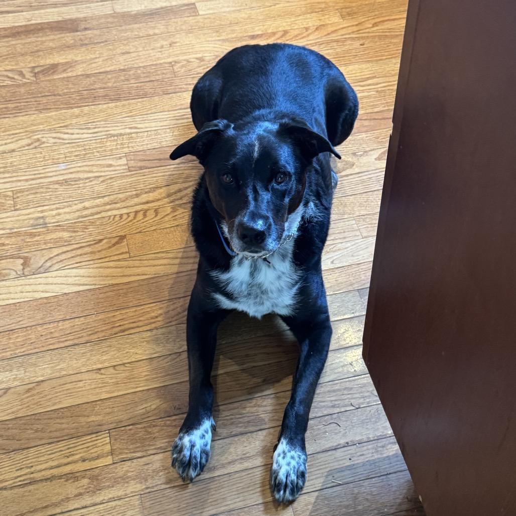 Enlarge Starla, a Adoptable mixed breed in Austell, GA image 4/6