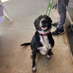 Enlarge Starla, a Adoptable mixed breed in Austell, GA image 4/6