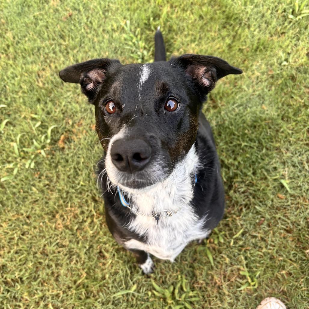Enlarge Starla, a Adoptable mixed breed in Austell, GA image 5/6