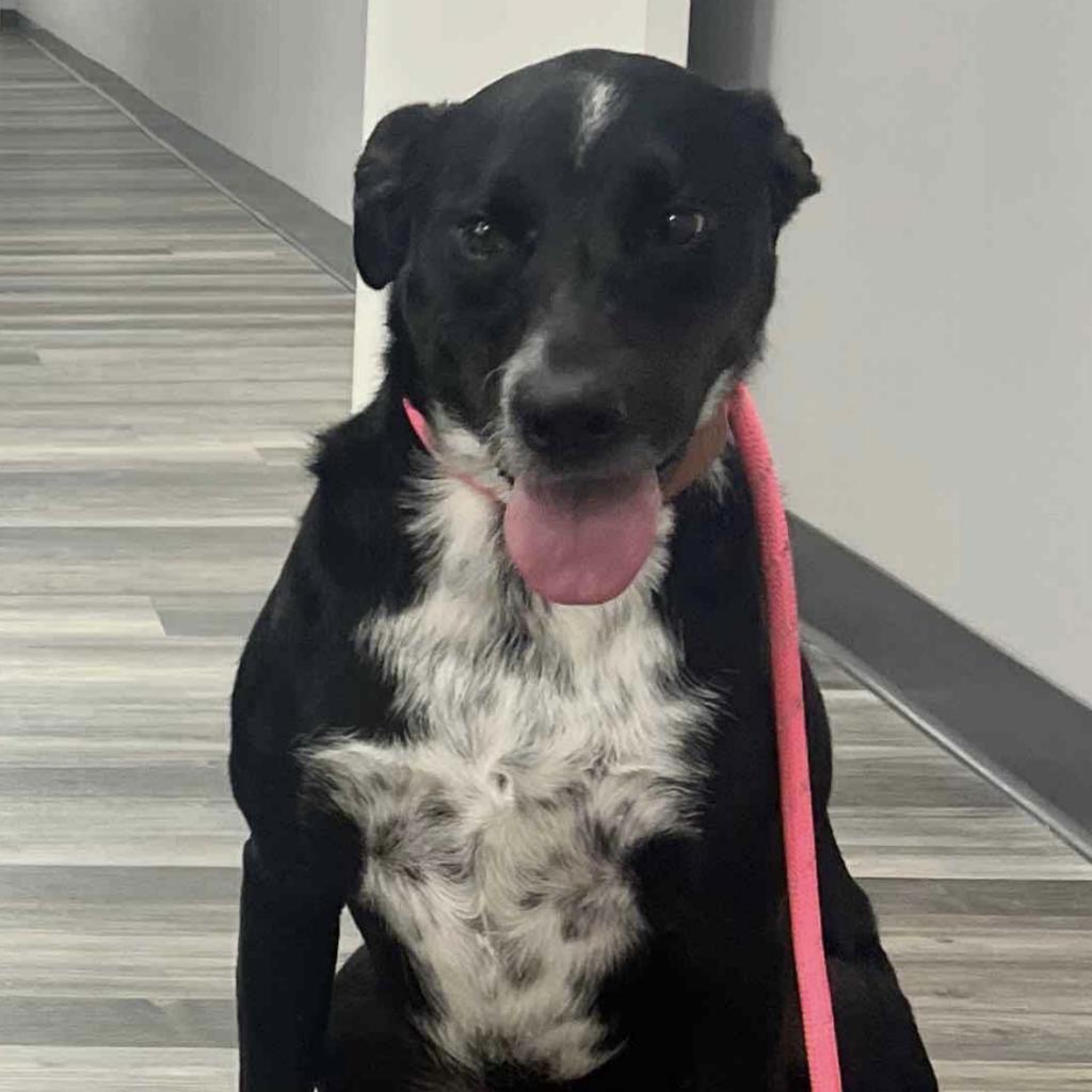 Enlarge Starla, a Adoptable mixed breed in Austell, GA image 5/6