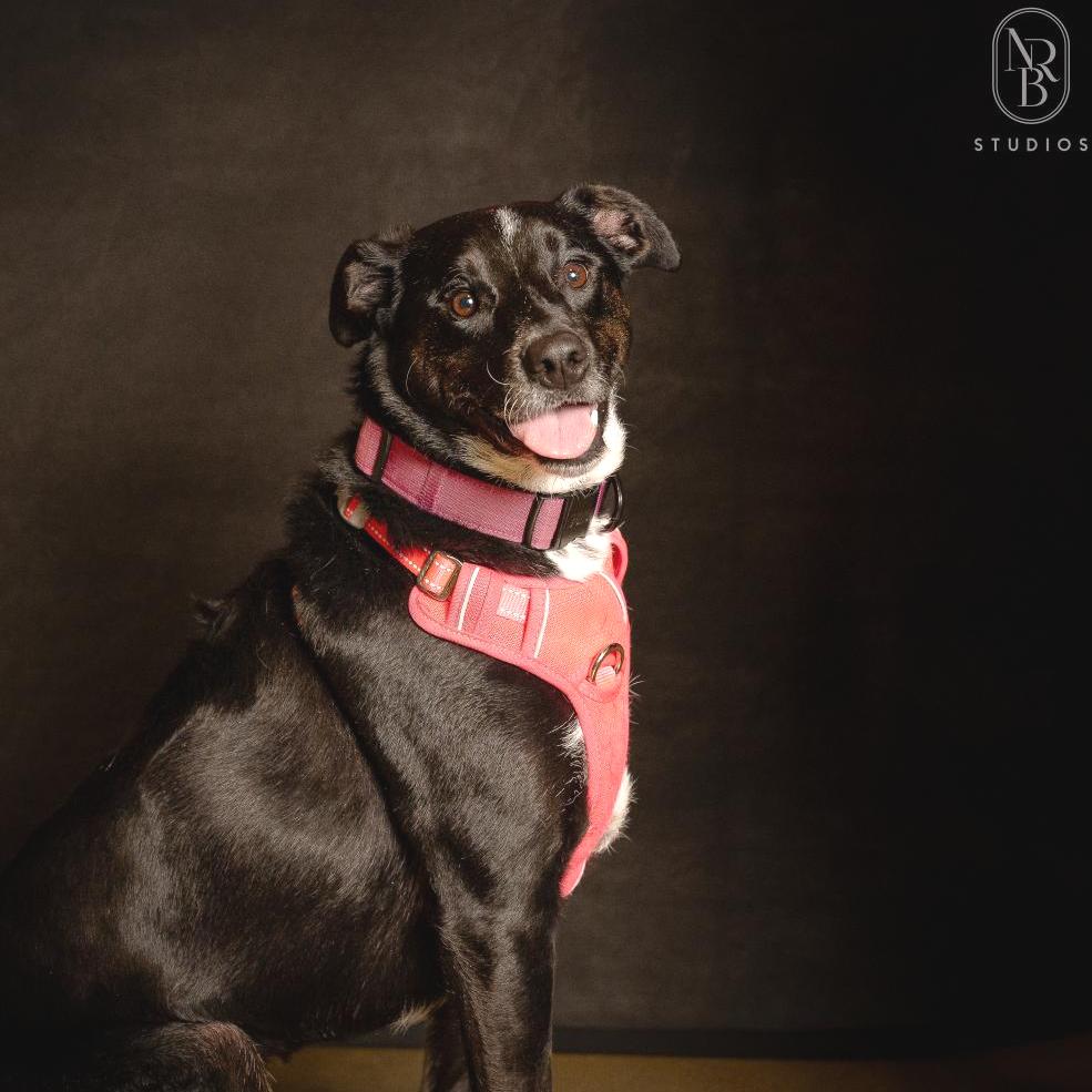 Enlarge Starla, a Adoptable mixed breed in Austell, GA image 6/6