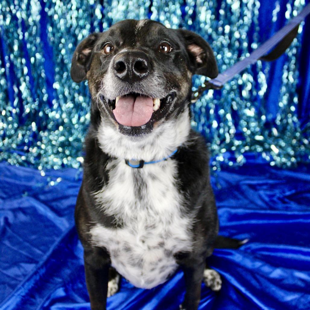 Enlarge Starla, a Adoptable mixed breed in Austell, GA image 6/6