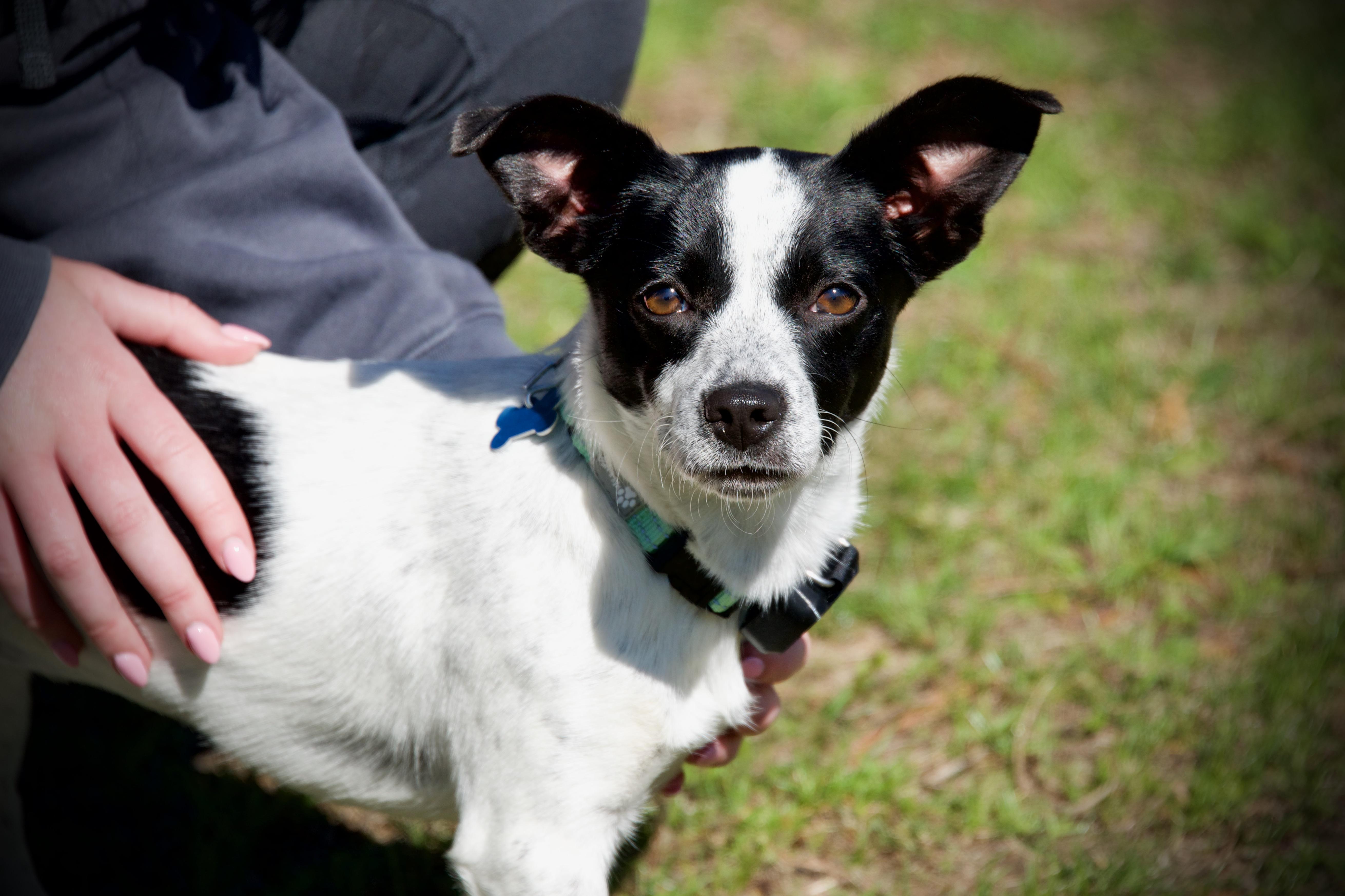 Enlarge Amelia, a ADOPTABLE mixed breed in Hopkinton, MA image 4/6