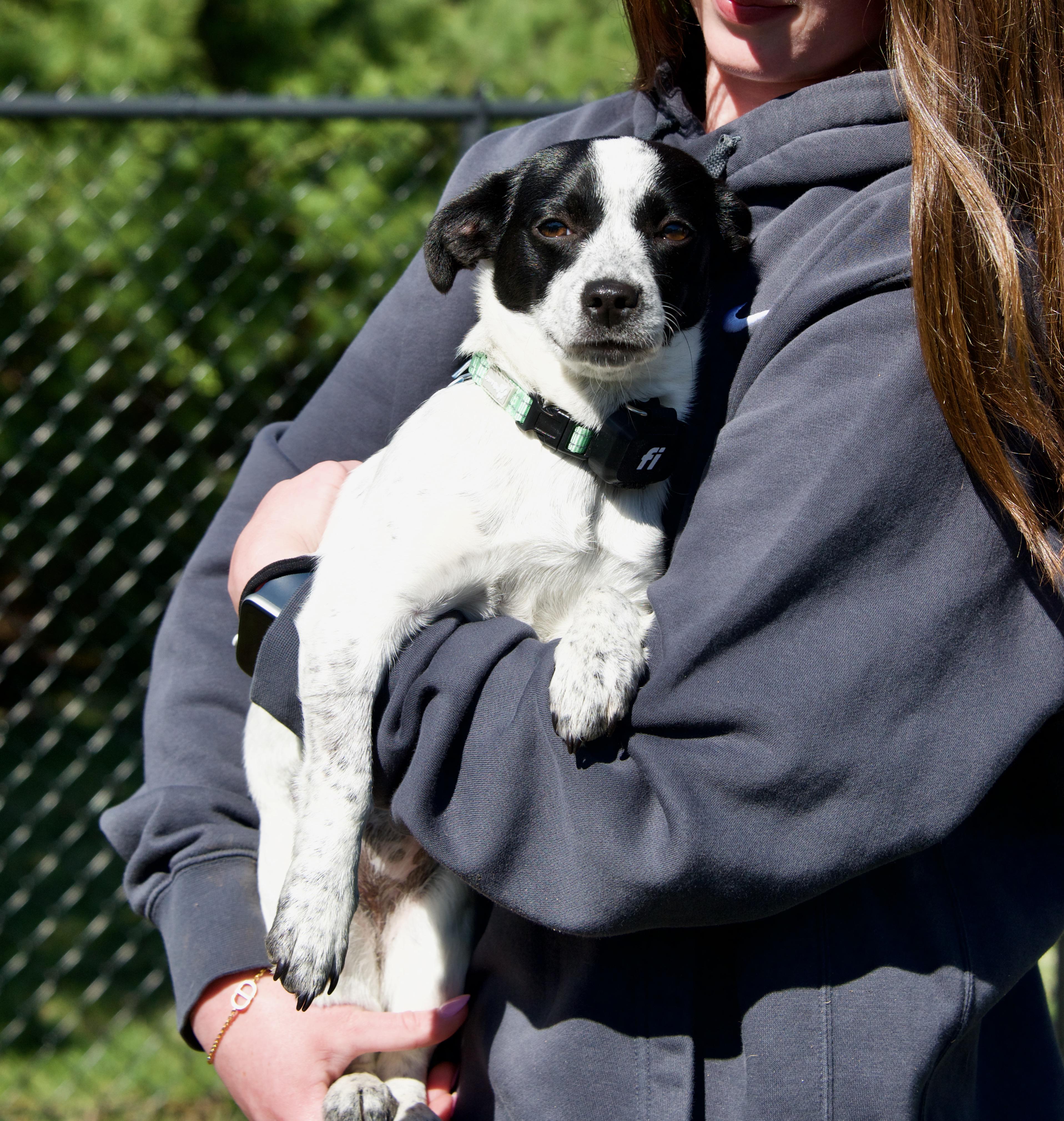 Enlarge Amelia, a ADOPTABLE mixed breed in Hopkinton, MA image 2/6