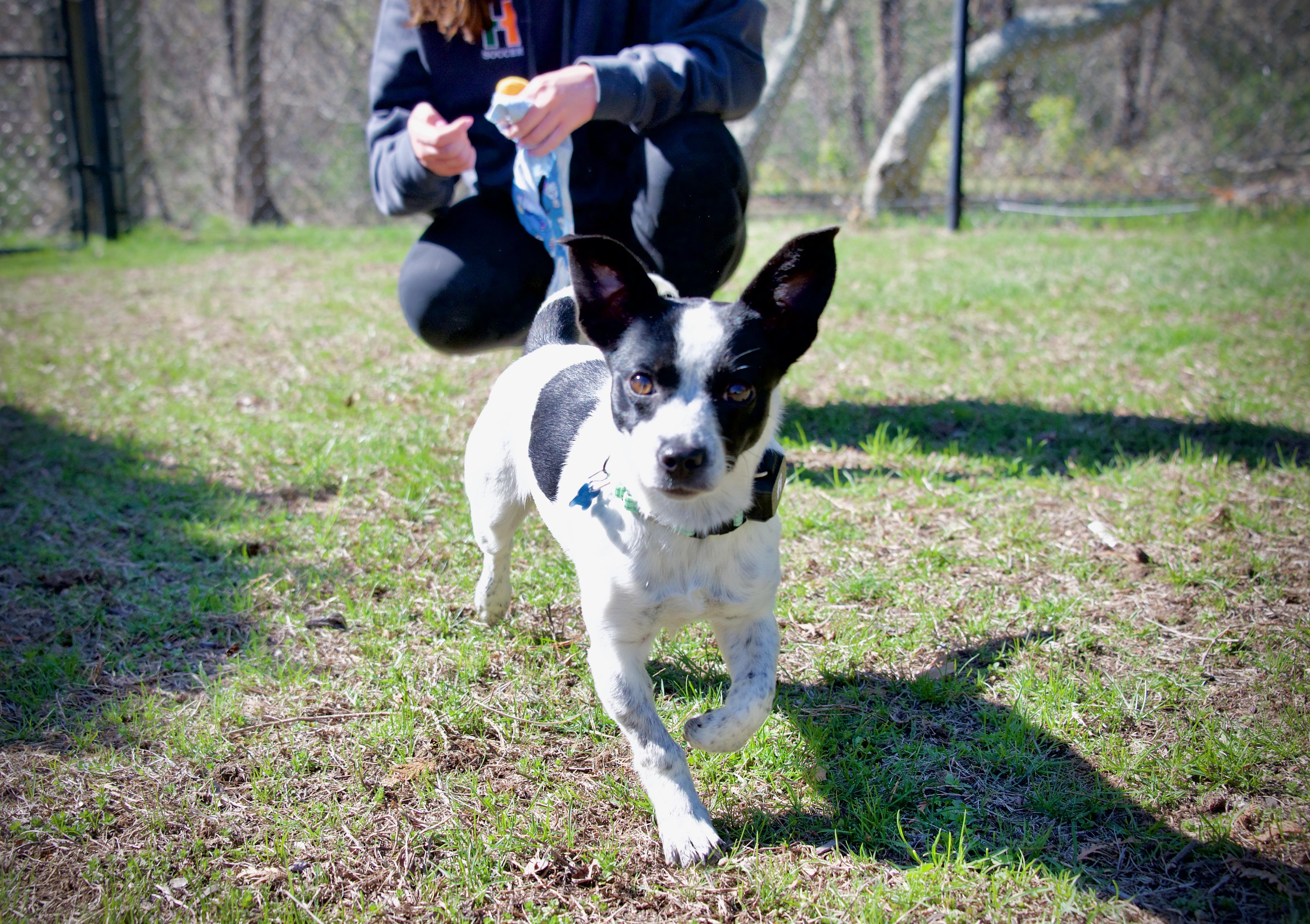 Enlarge Amelia, a ADOPTABLE mixed breed in Hopkinton, MA image 3/6
