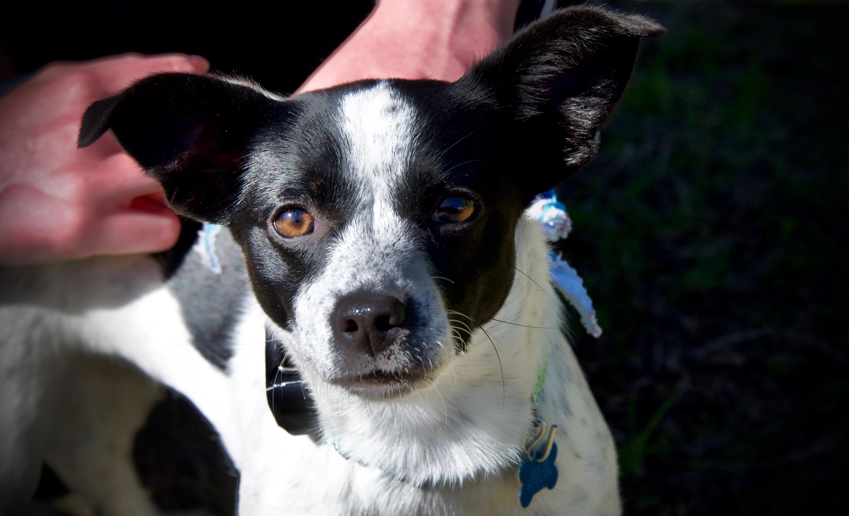 Enlarge Amelia, a ADOPTABLE mixed breed in Hopkinton, MA image 1/6