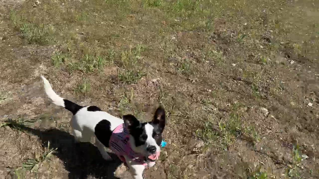 Enlarge Amelia, a ADOPTABLE mixed breed in Hopkinton, MA video 6/6