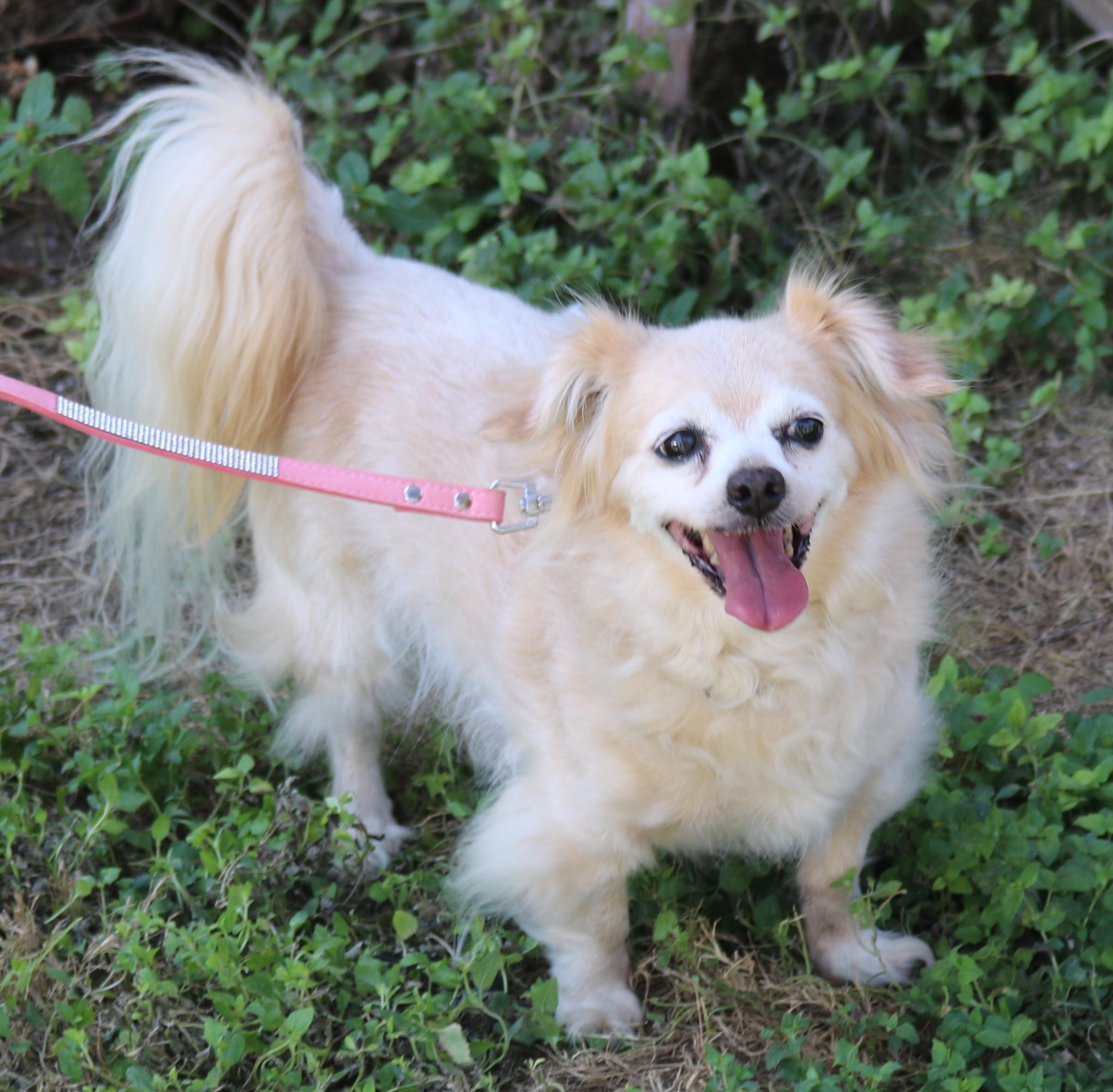 Lelo, Adopted, Adult Female Papillon.