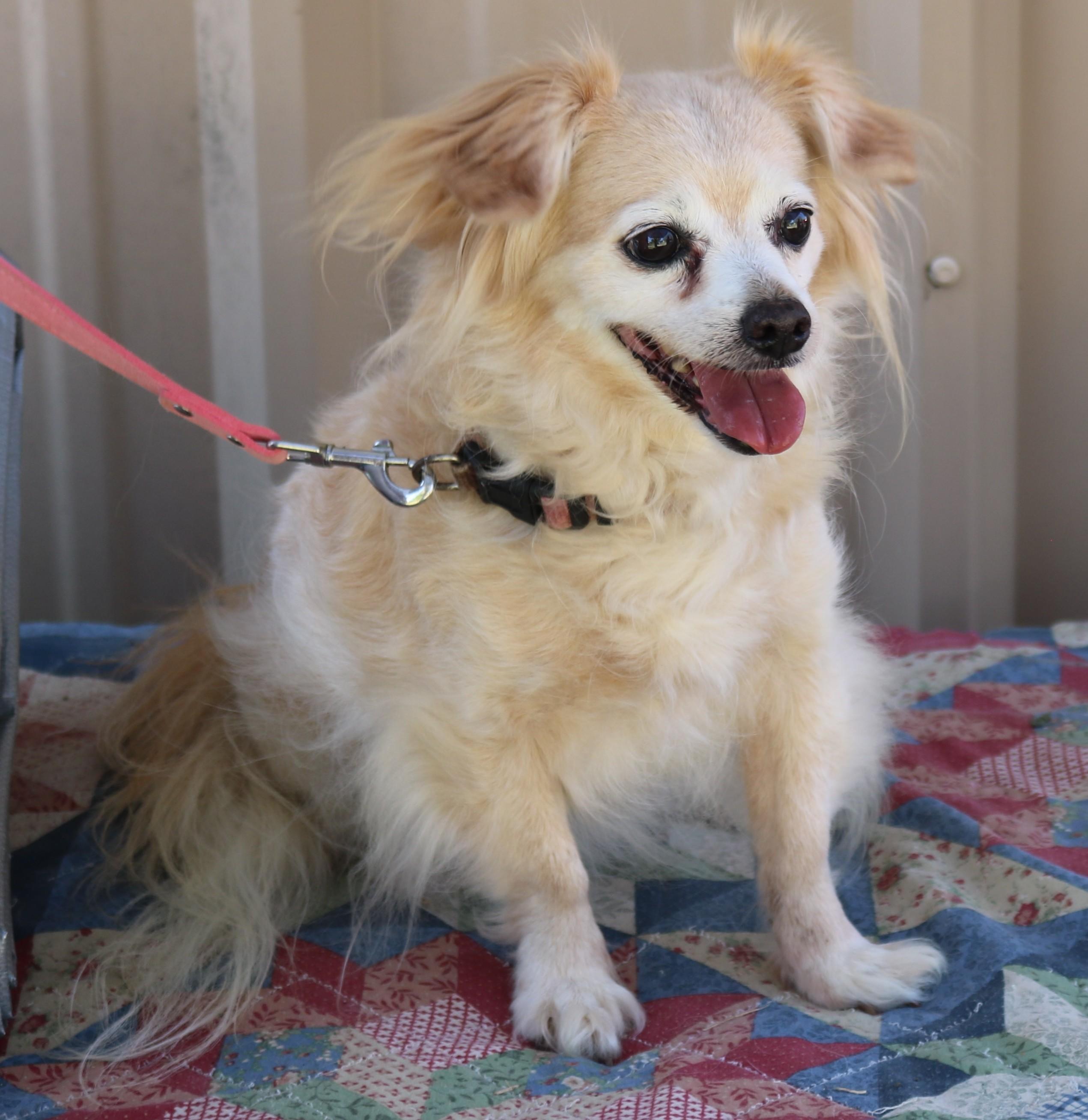 Enlarge Lelo, a Adopted mixed breed in Bandera, TX image 3/4