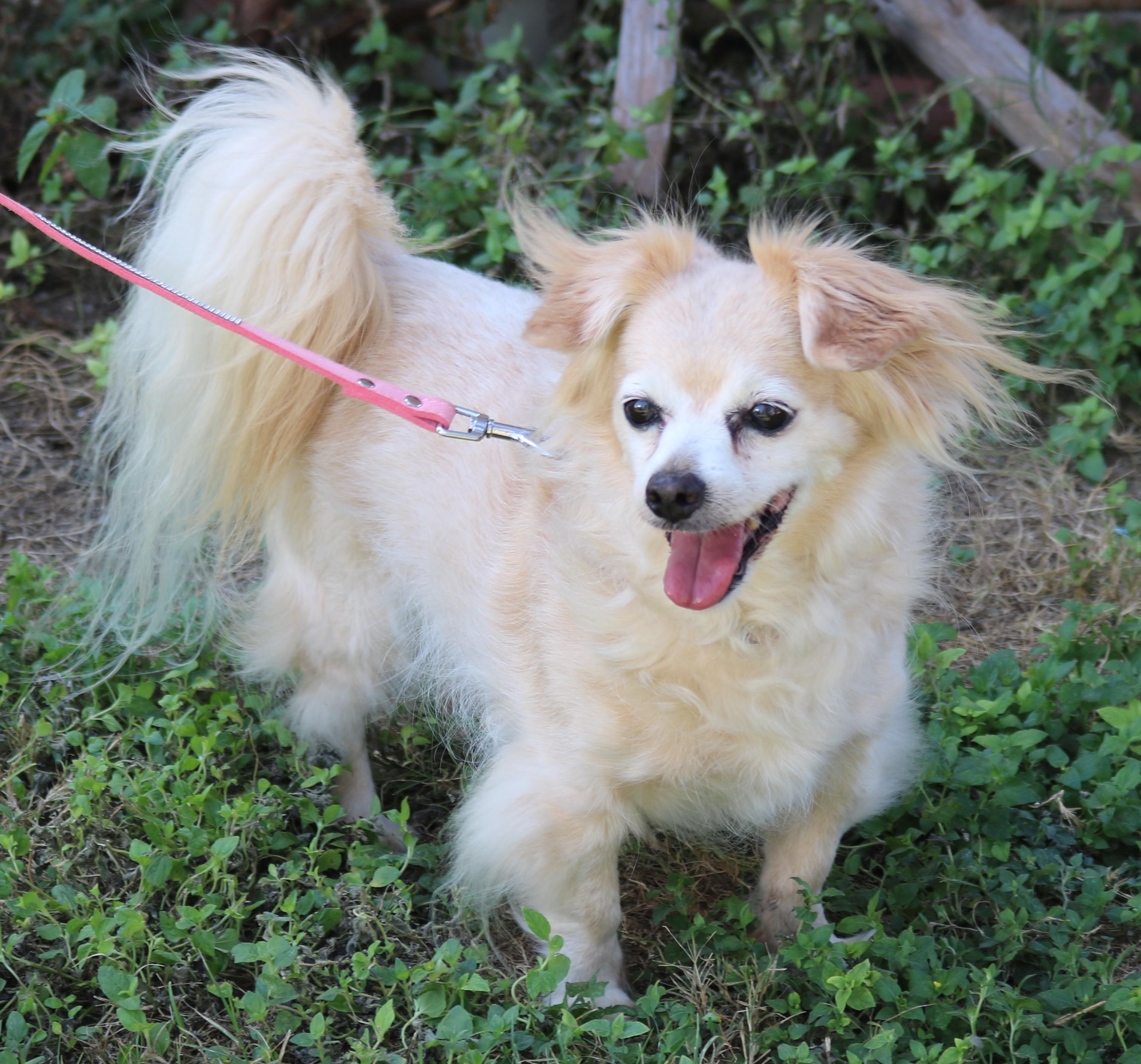 Enlarge Lelo, a Adopted mixed breed in Bandera, TX image 2/4