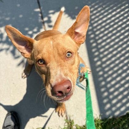 Enlarge Haaland, a Adoptable mixed breed in Voorhees, NJ image 1/2