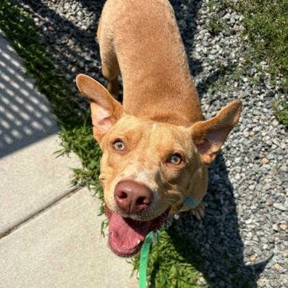 Enlarge Haaland, a Adoptable mixed breed in Voorhees, NJ image 2/2