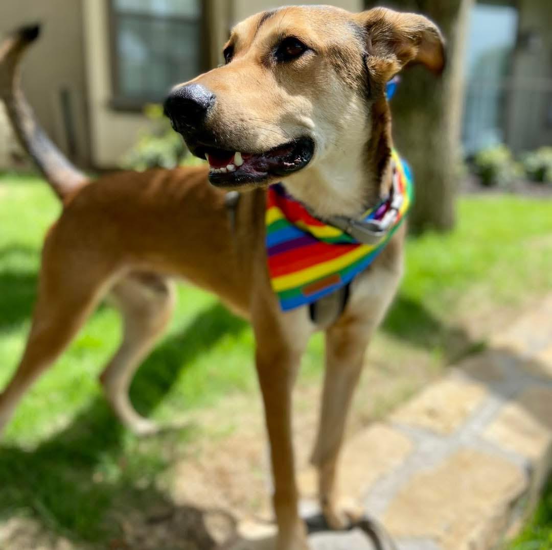 Enlarge Gilly, a Adoptable mixed breed in Fort Worth, TX image 1/5