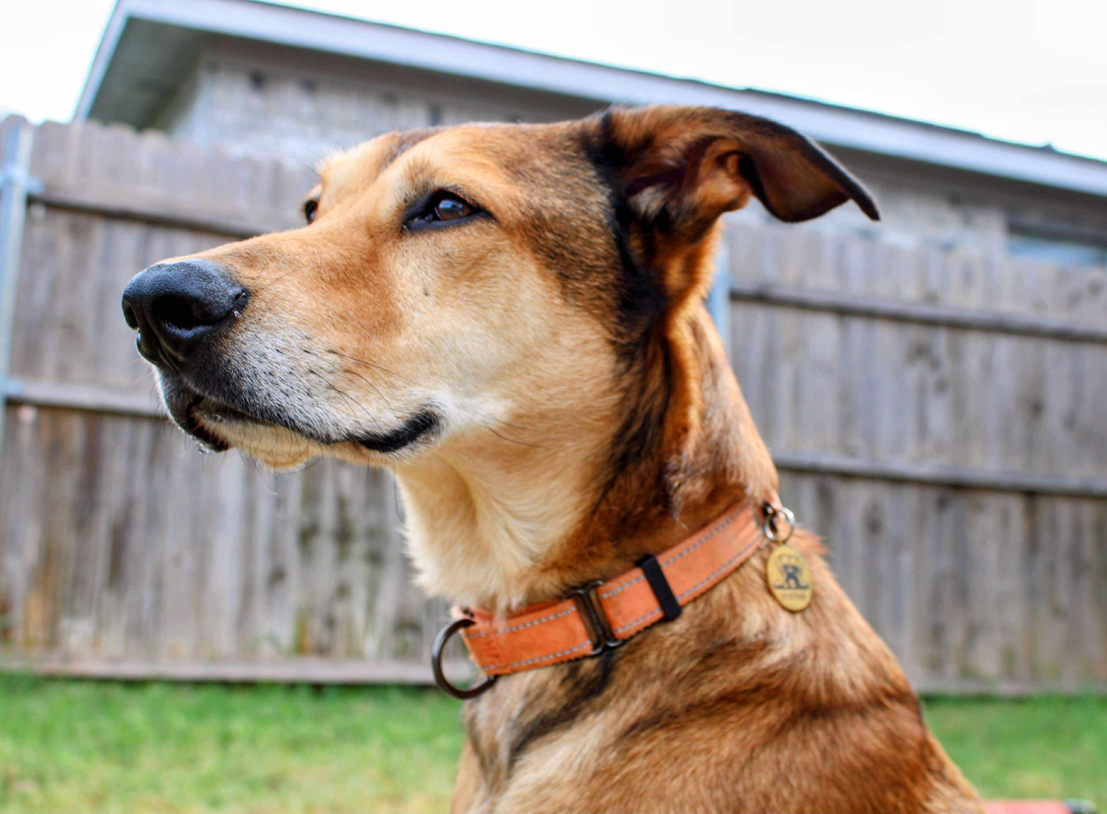 Enlarge Gilly, a Adoptable mixed breed in Fort Worth, TX image 2/5