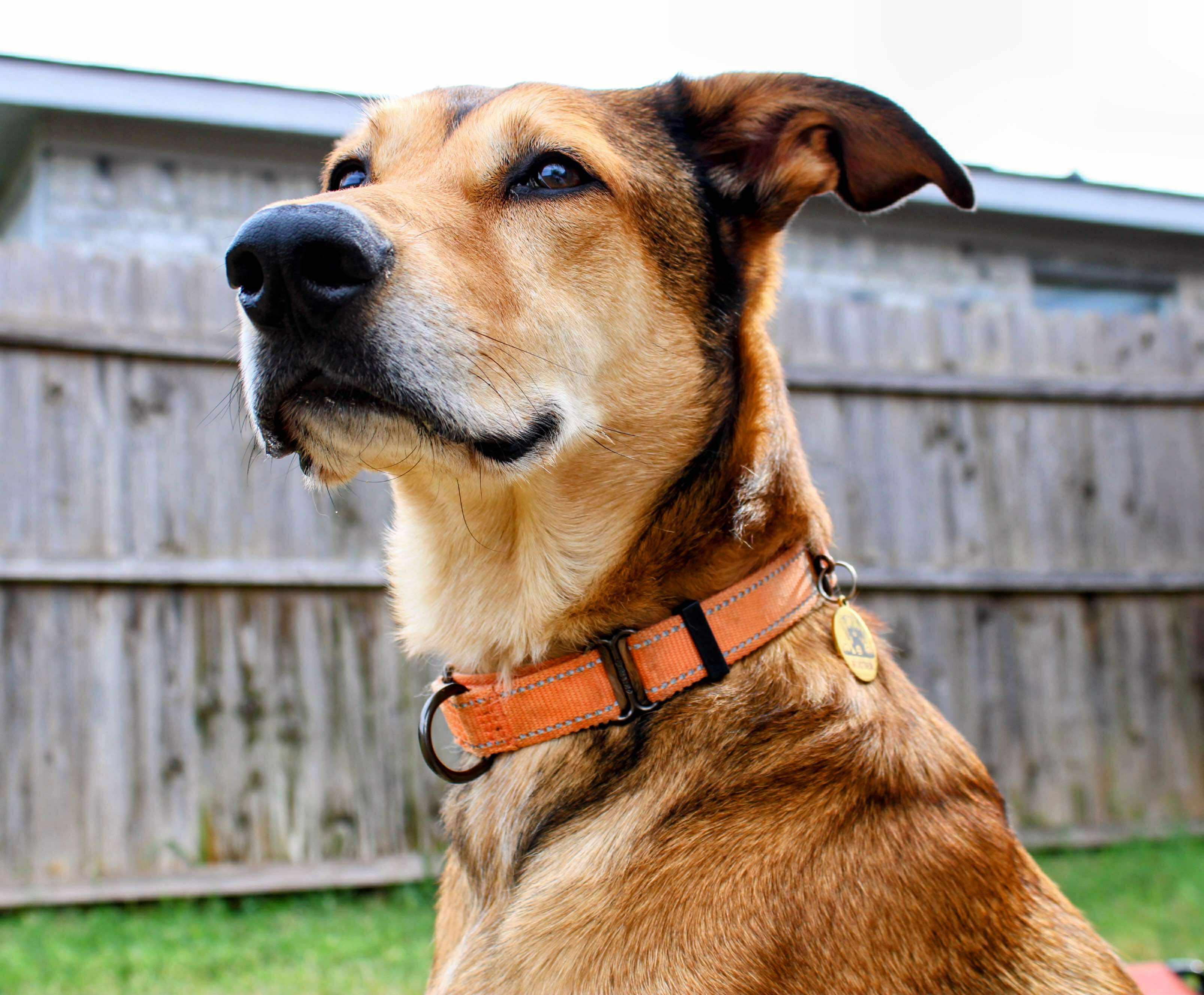 Enlarge Gilly, a Adoptable mixed breed in Fort Worth, TX image 3/5