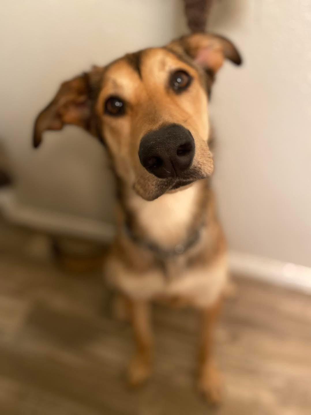 Gilly, Adoptable, Adult Male Shepherd & German Shepherd Dog.