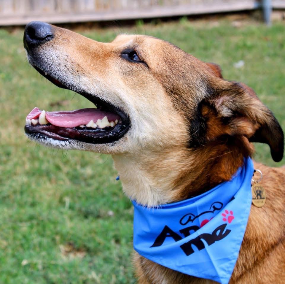 Enlarge Gilly, a Adoptable mixed breed in Fort Worth, TX image 5/5