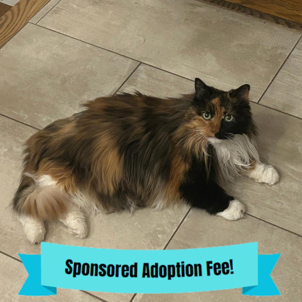 Opalite, Adoptable, Senior Female Domestic Long Hair.