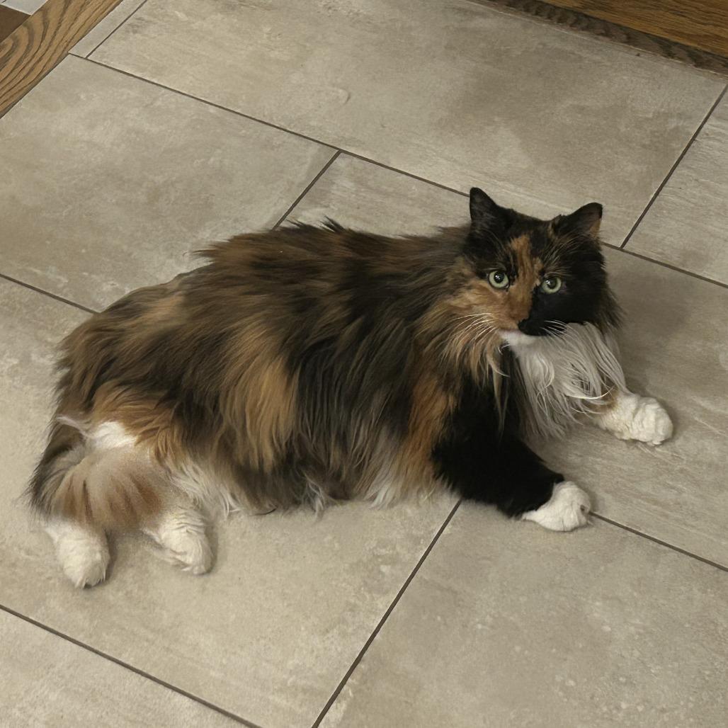 Enlarge Opalite, a Adoptable Domestic Long Hair in Novelty, OH image 2/5